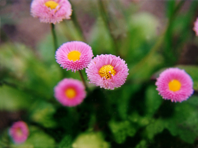 ピンクの小さな花の写真 写真素材集 フリーダム より