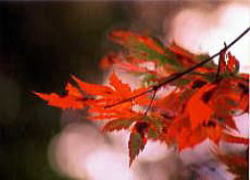 秋・紅葉の写真2