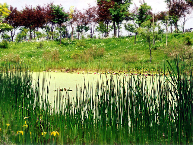 夏の写真３２　神秘的な池