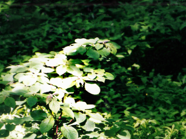 夏の写真４０　光る葉