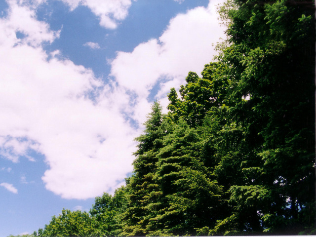 夏の写真４１　木々と青空