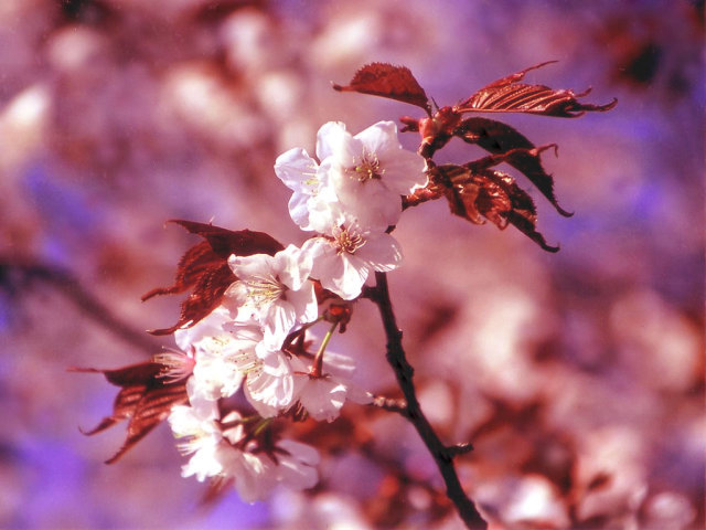 桜の写真１拡大