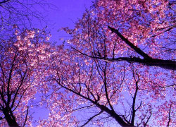 桜の写真３