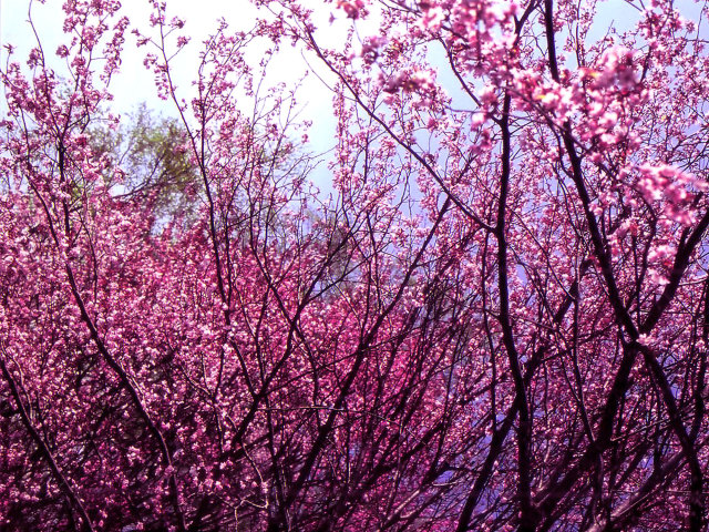 桜の写真５拡大